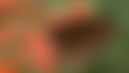 New analysis of climate threats to biodiversity will help conservationists plan for future