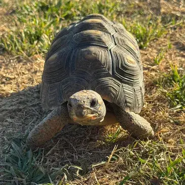 Surrendered tortoise