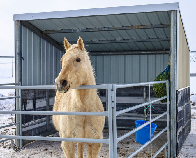 Livestock Shelter with Tin and Rubber Wainscoting