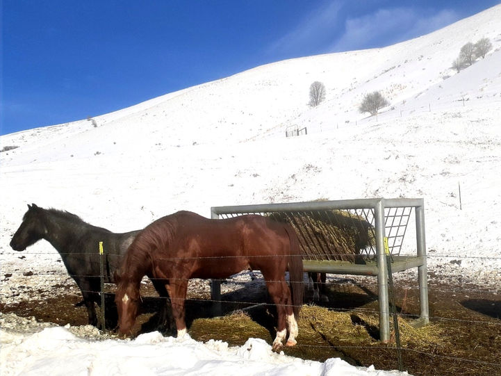 Heavy-Duty Hay Feeder