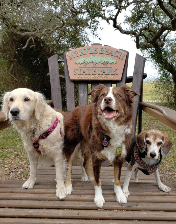 Photos Courtesy of Shelby, @pawsupforadventure, BringFido (October 15, 2020)