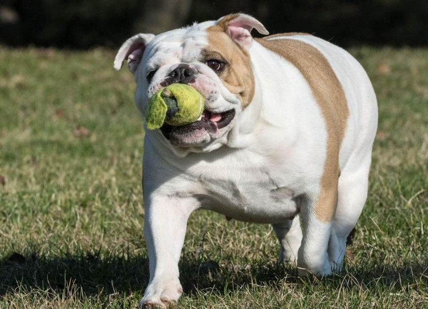 Photo courtesy of BringFido