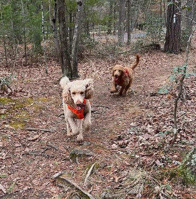 Photo by: Berkeley Springs Cottage Rentals