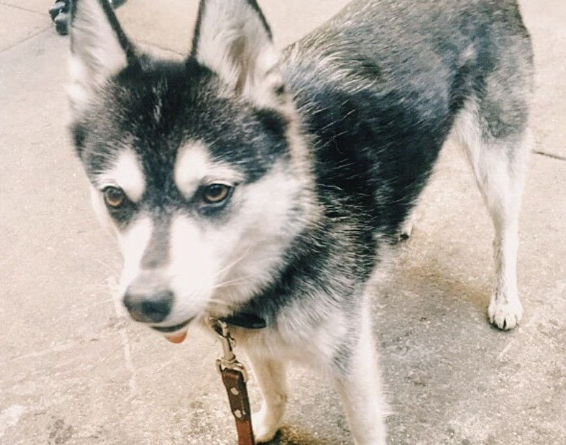 Photo Courtesy of @Airbnbpets, Instagram (February 1, 2016)