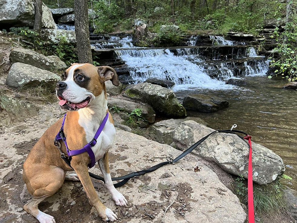 Photo Courtesy of Tina, BringFido (Oct 1, 2022)