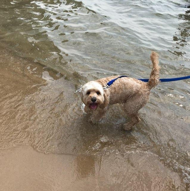 Photo courtesy of BringFido.com (August 17, 2018)