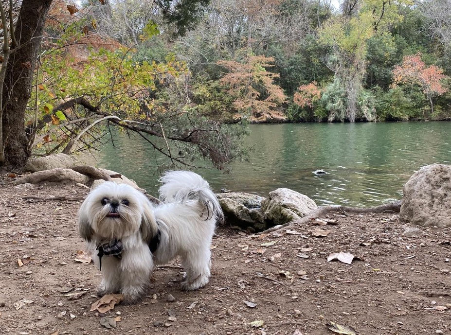 Photo by BringFido.com