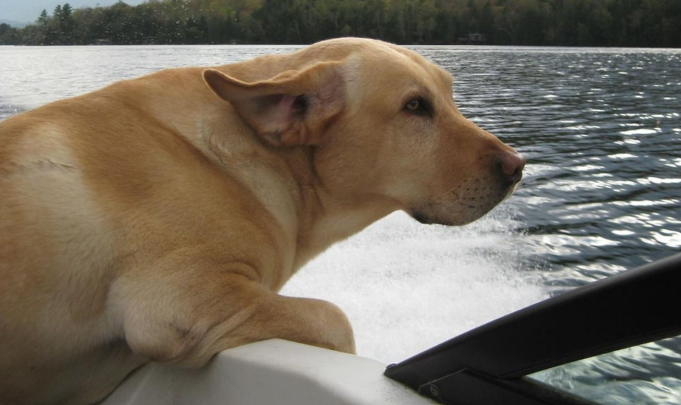 Photo by BringFido.com