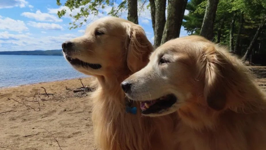 Photo Courtesy of Chuck Billy, Living with a Golden (September 28, 2021)