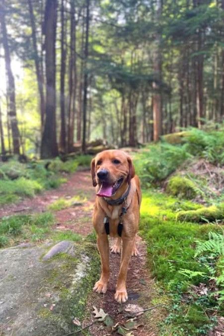 Photo by Hiking With Dogs Facebook
