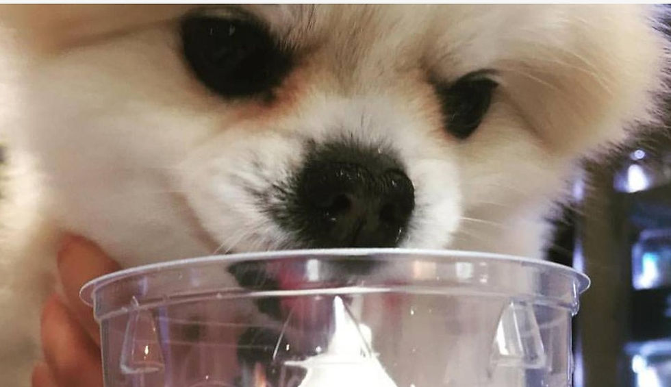 Photo courtesy of BringFido (n.d.)