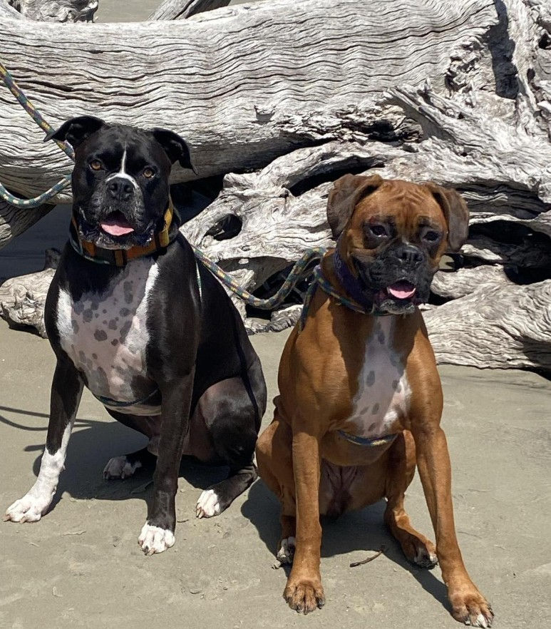 Photo Courtesy of Carla, BringFido (April 6, 2025)