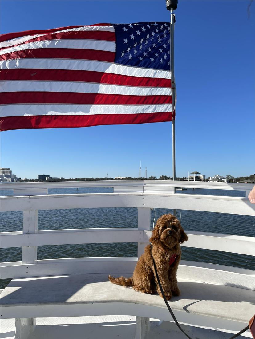 Photo by bringfido.com