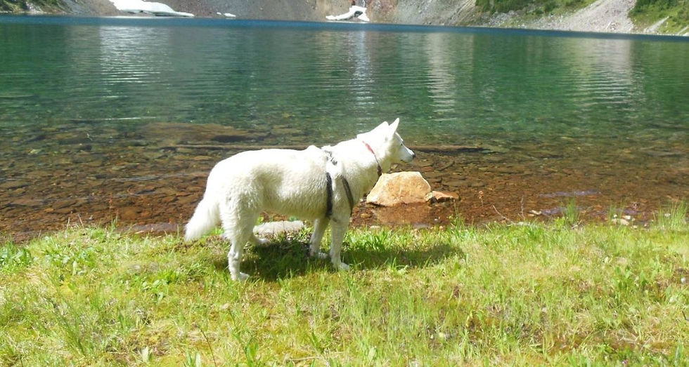 Photo Courtesy of BringFido.com