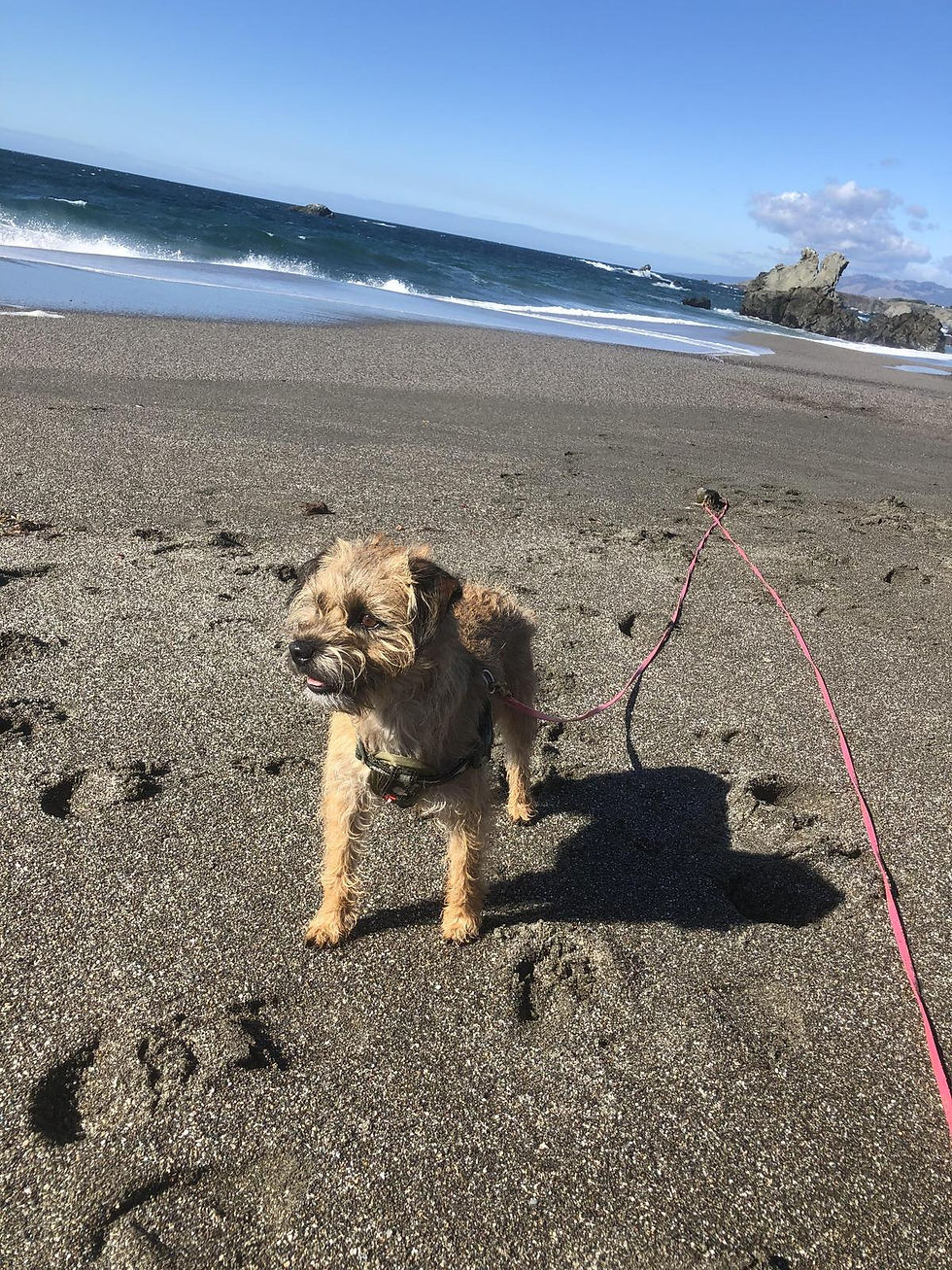 Photo courtesy of Beverley, BringFido (November 12, 2022)