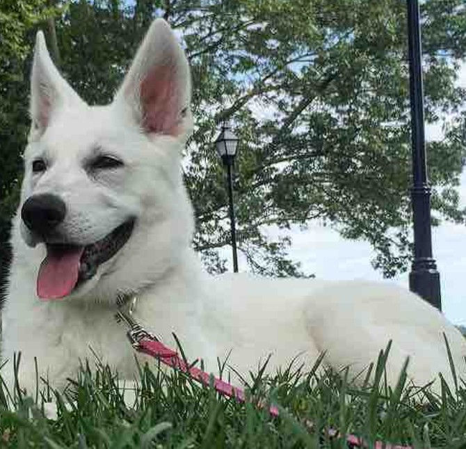 Photo courtesy of @skye_thewhitewolf, instagram (September 14, 2016)