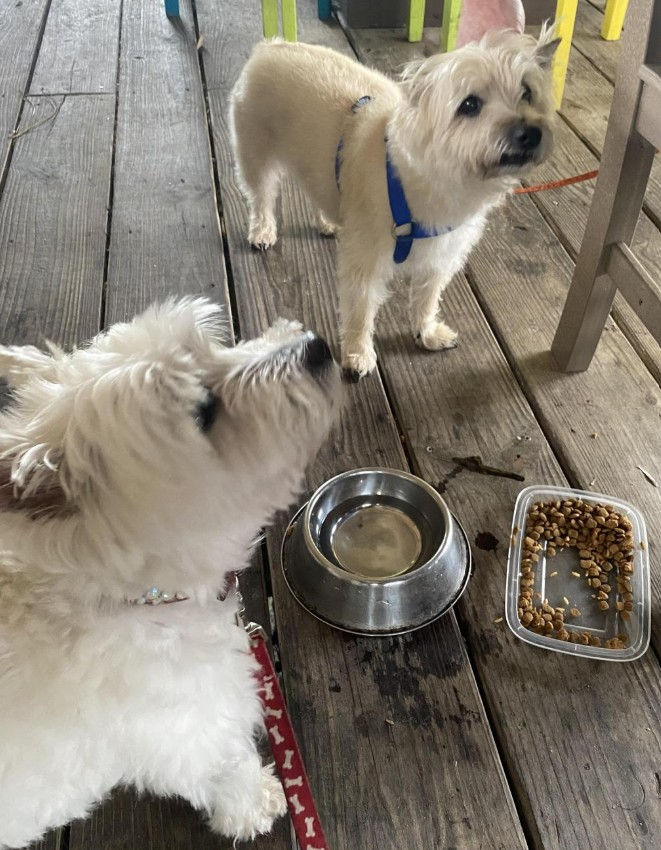 Photo courtesy of Michelle, BringFido (May 13, 2021))