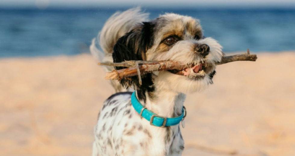 Photo Courtesy of Jekyll Realty, Planning Your Stay/by Studio82 (June 29. 2024)