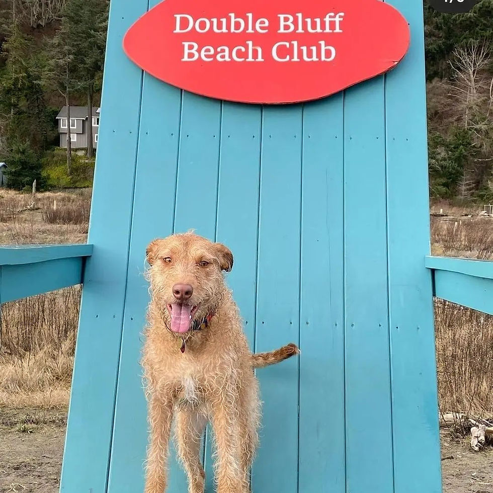 Photo Courtesy of Double Bluff Beach Club, Facebook (January 17, 2022)