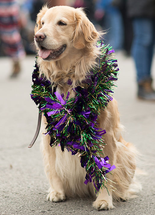 Photo Courtesy of Christopher Walkin' New Orleans Dog Walking (2025)
