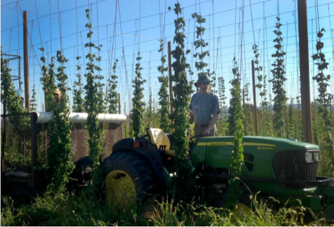 Hop bines growing in a field.