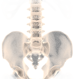 Physiotherapie Bandscheibenvorfall