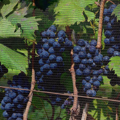 Vindimas: vinícolas da Wines of São Paulo celebram a colheita da safra de inverno com programação especial