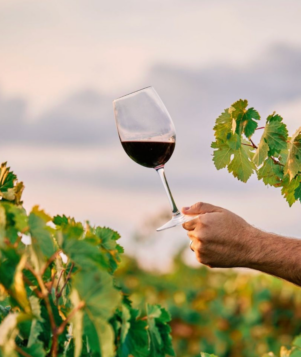ABS-RS desvenda os segredos dos vinhos italianos - Vinhas e Vinhos da Itália, com imersão neste sábado, dia 18 de julho, em Pinto Bandeira