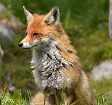 Red fox