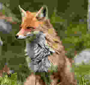 Red fox