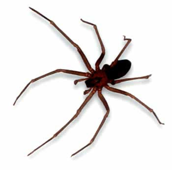19recluse_enl.jpeg