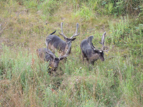 Deer seen from our house