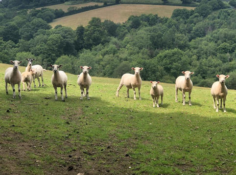 Local lambs