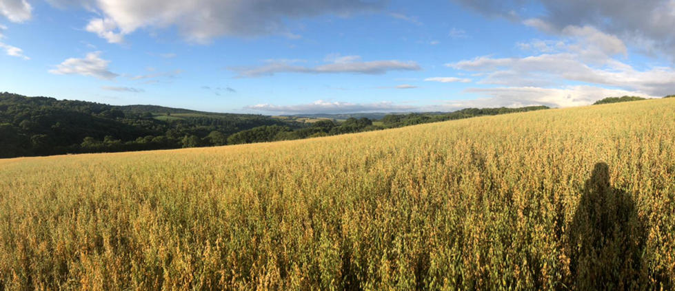 Local walks