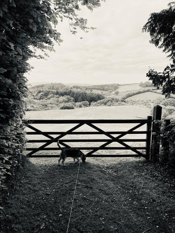Local walks