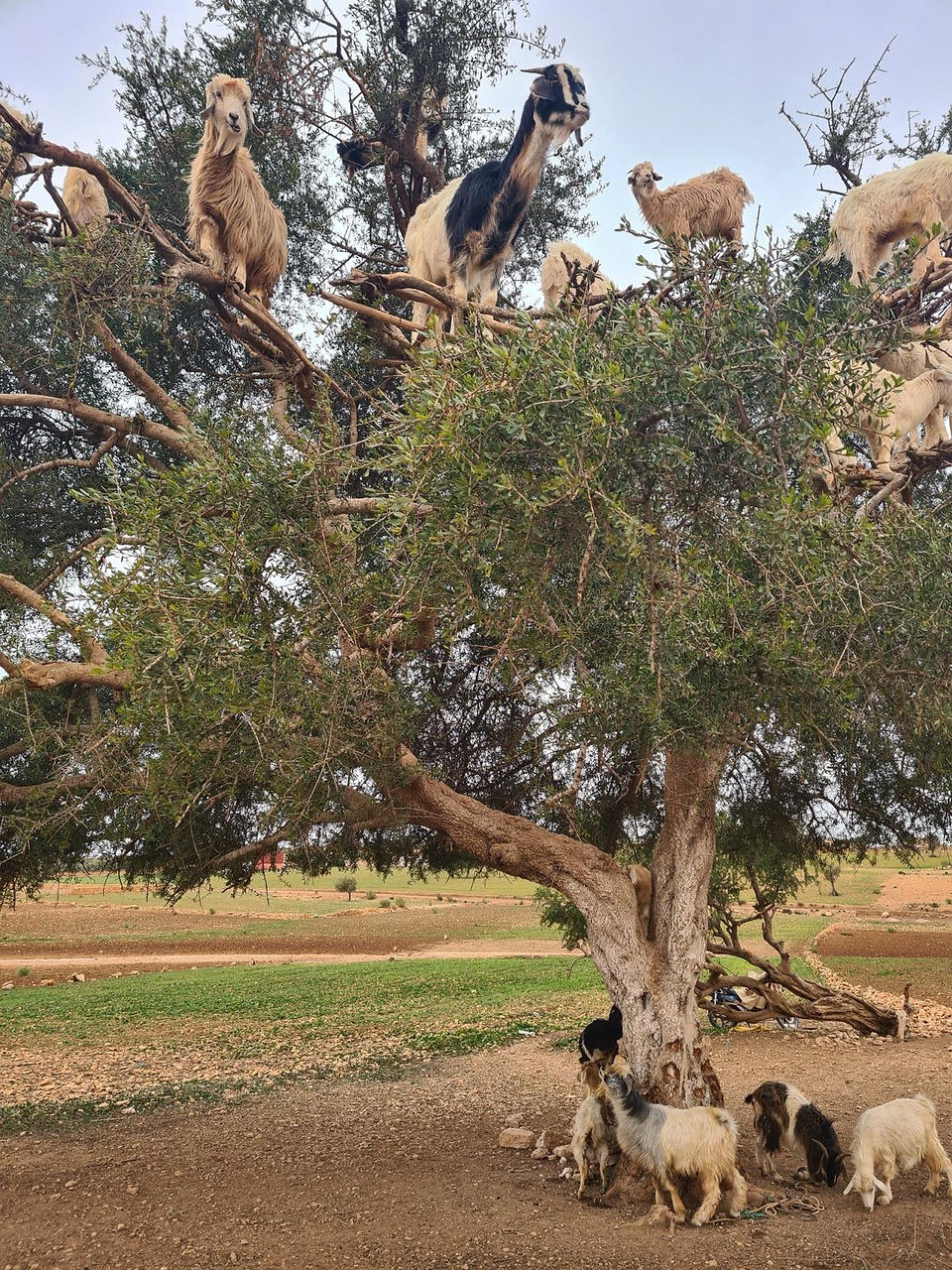 Essaouira cabras en los árboles