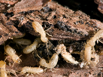 termites.png