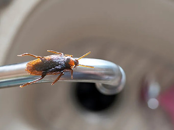 German Roaches.1.jpg