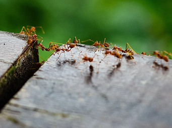 ants.1.jpg