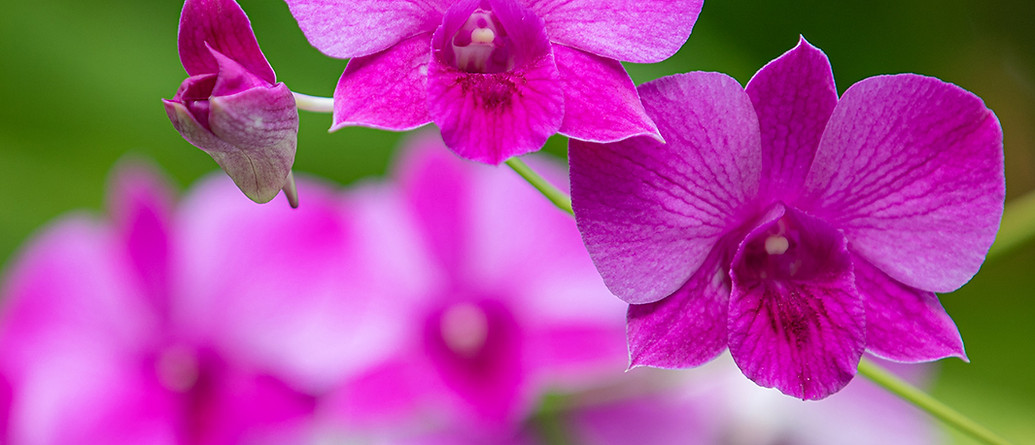 vecteezy_beautiful-orchid-flower-blooming-at-rainy-season-closeup-of_8009---CROPPED.jpg