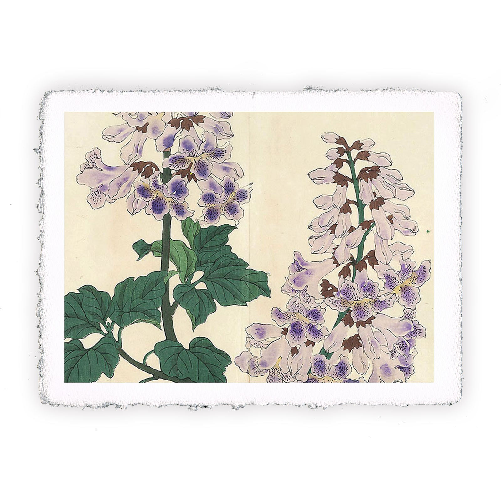 Stampa di Tomioka Tessai - Fiori estivi II