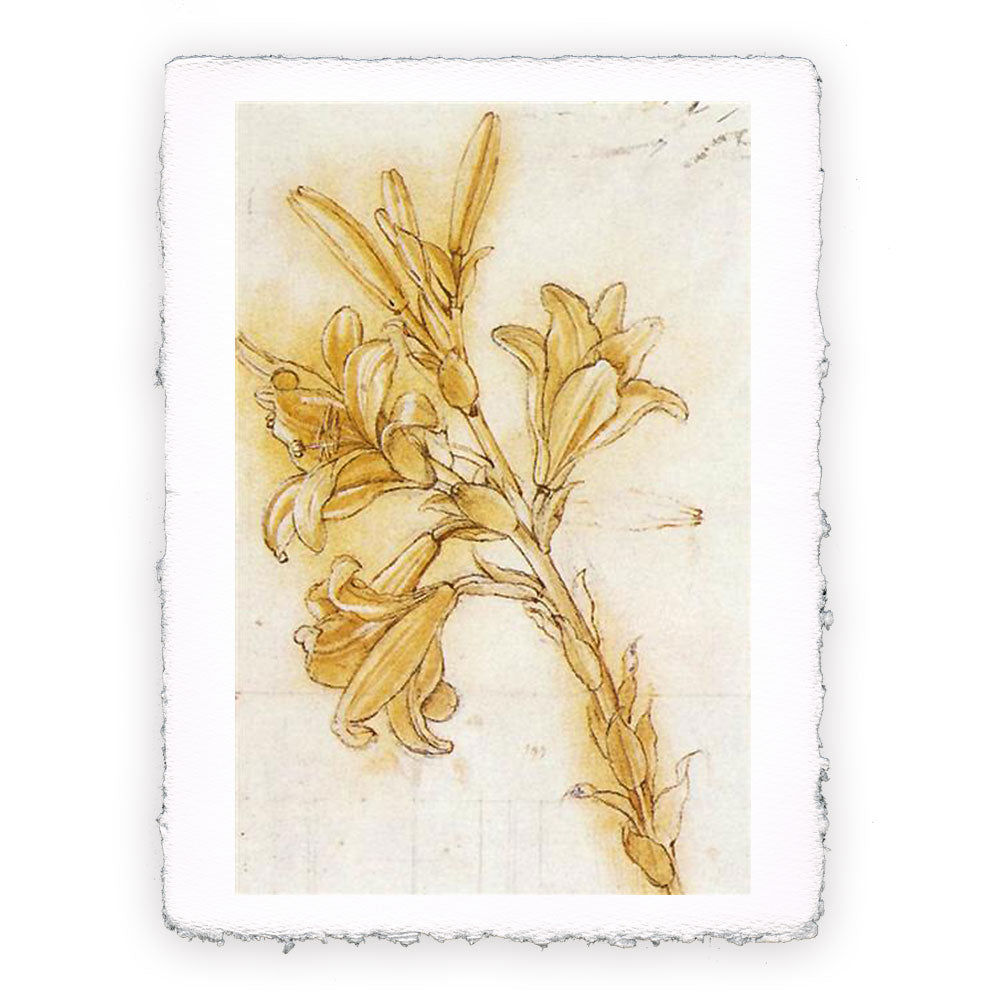 Stampa Pitteikon dell'opera di Leonardo da Vinci "Lilium"