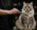 cat_demo_card.webp