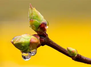 🌱 La gemmothérapie : le pouvoir vivant des bourgeons