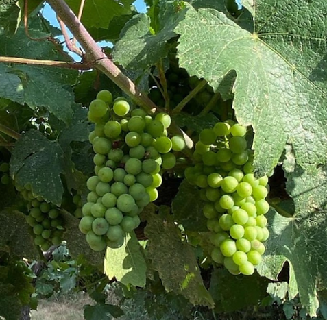 Franciacorta Vitigino