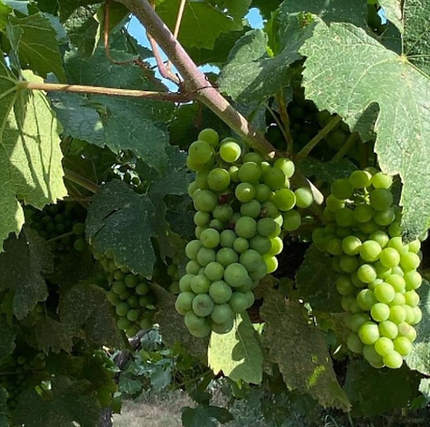 Franciacorta Uva Vitigno