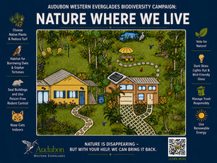 Nature Where We Live - Audubon Western Everglades campaign