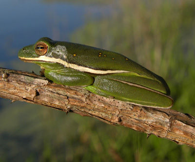 AWE Talk, Frogs & Toads: Canaries in our Wetlands