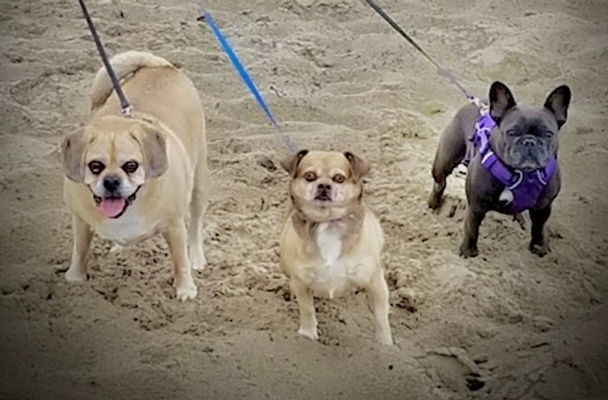 Ohana family pets; Cooper, Lexi and Mina