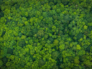 ICC Make climate action everyone's business forum (Virtual)